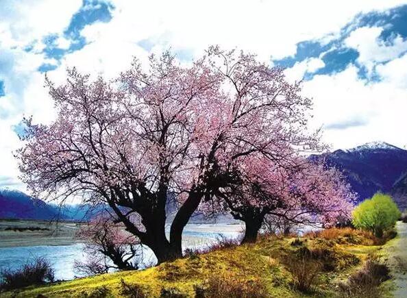 西藏桃花节